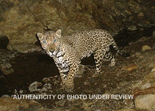 Hunter's 'great' jaguar photo was altered, game agency says